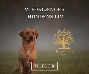 Hundefoder