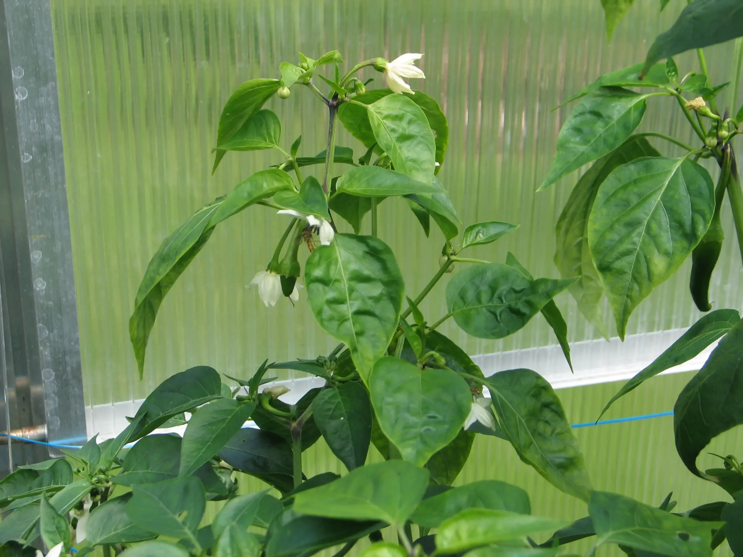 chili plante