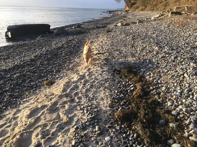 tang på stranden