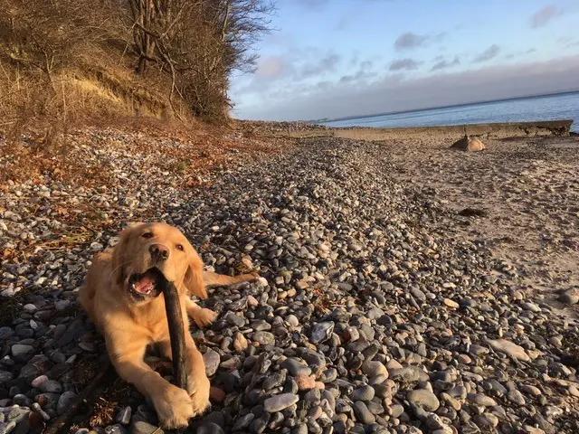 hund på strand