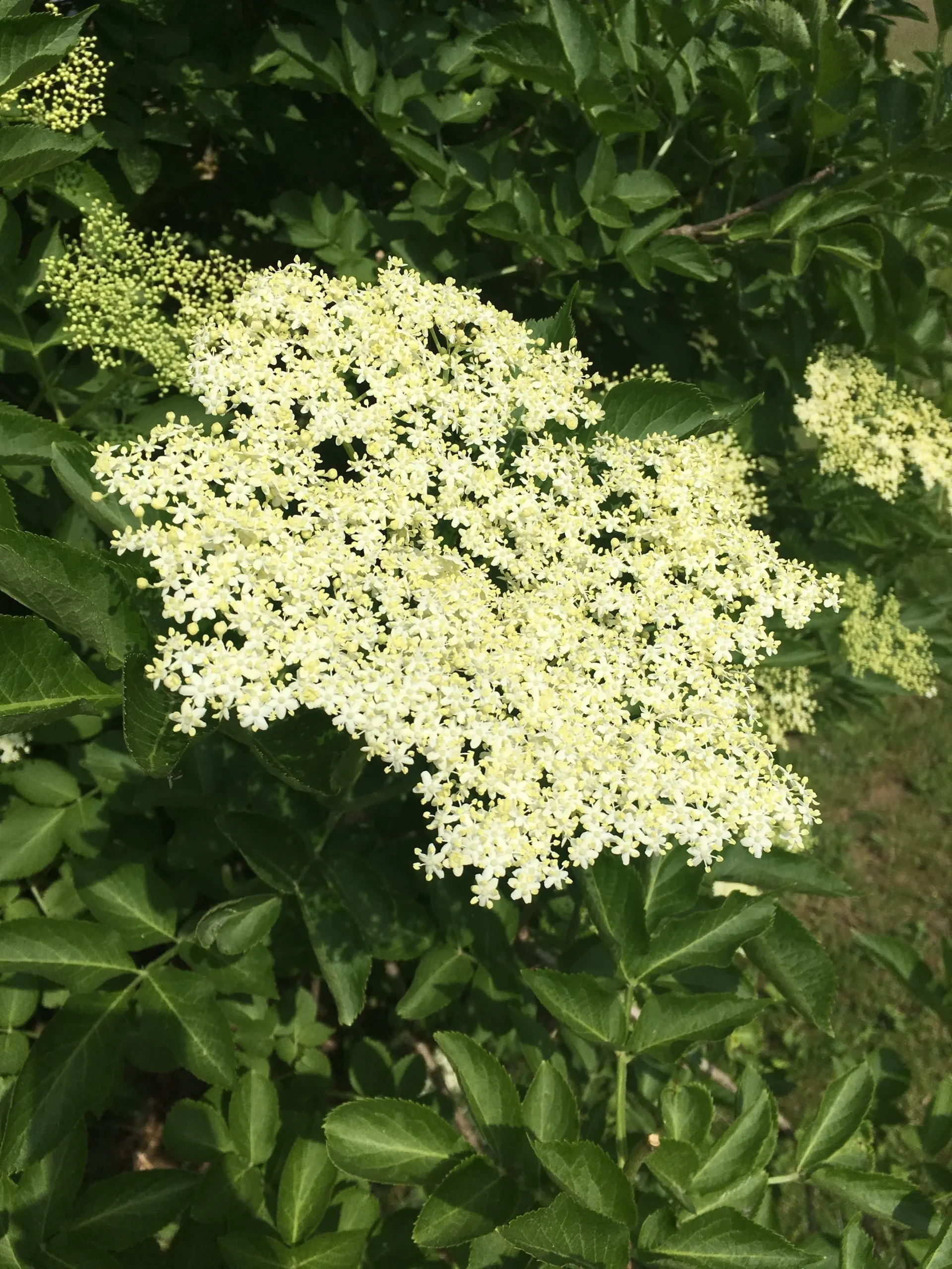 Klynge af lyse blomster