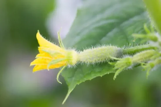 agurk plante blomst