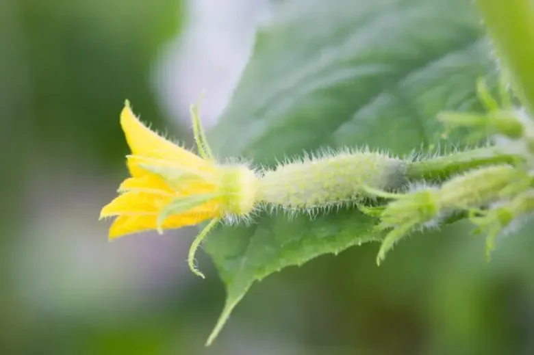 agurk plante blomst