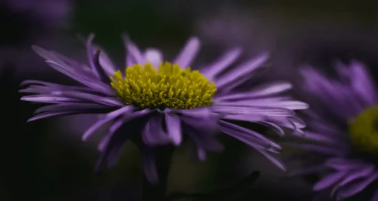 aster