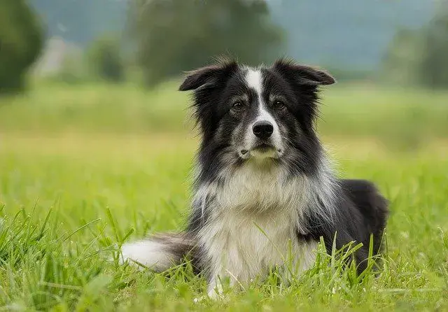 Hund på græs