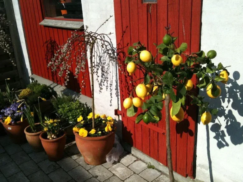 citrontræ