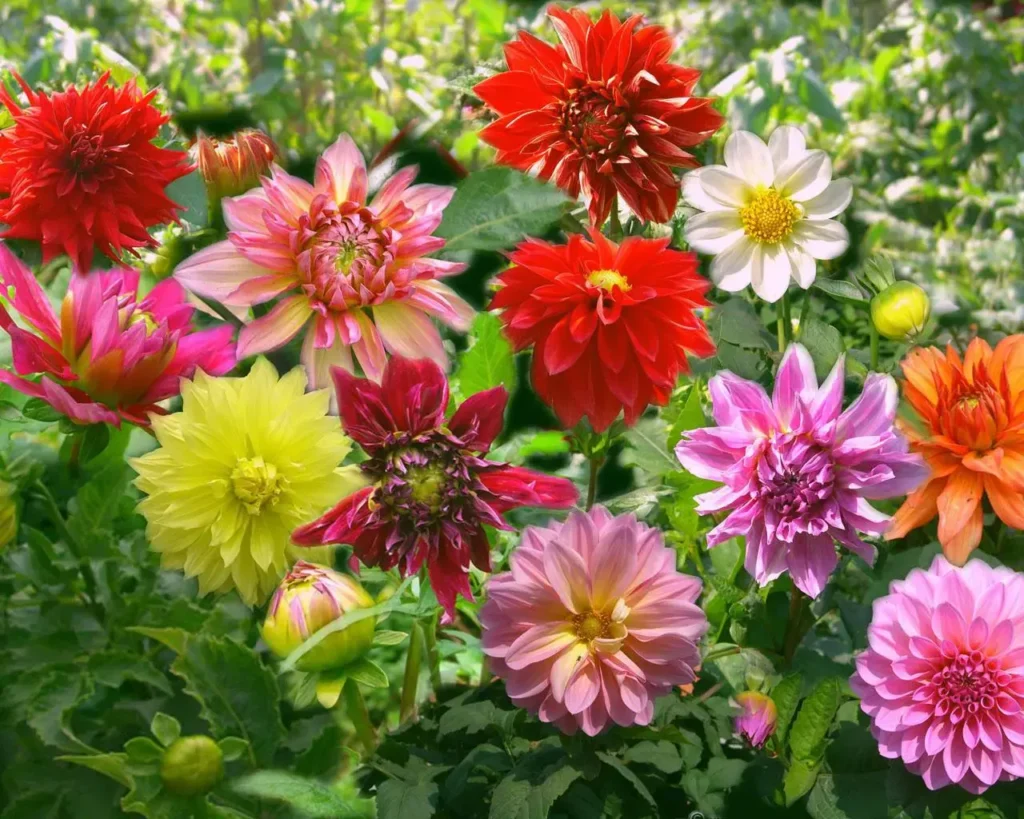 dahlia