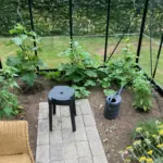Drivhus med agurke- og chiliplanter i et bed