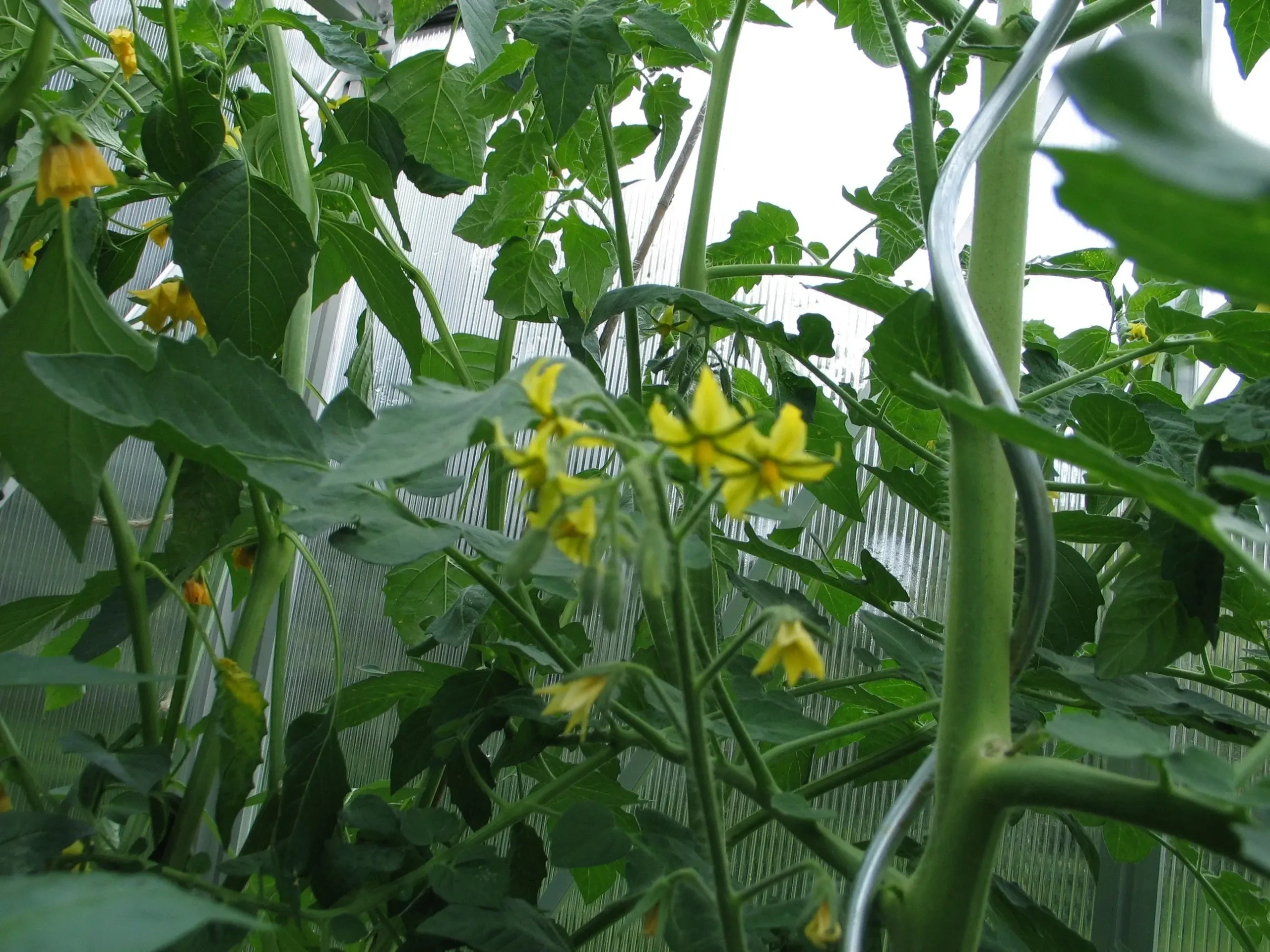 Tomatplante med gule blomster i drivhus