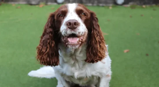 engelsk springer spaniel
