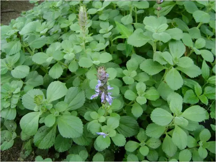 Grøn plante med lilla blomst