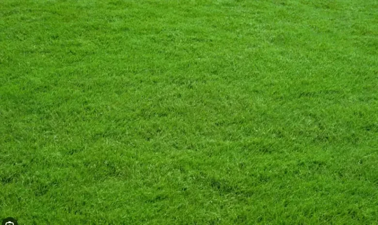 Græsplæne