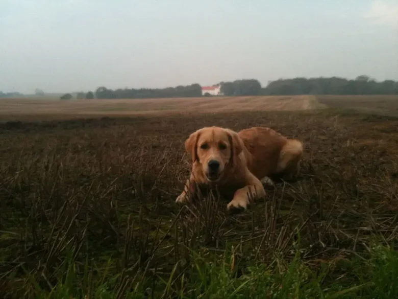 Hund på en mark