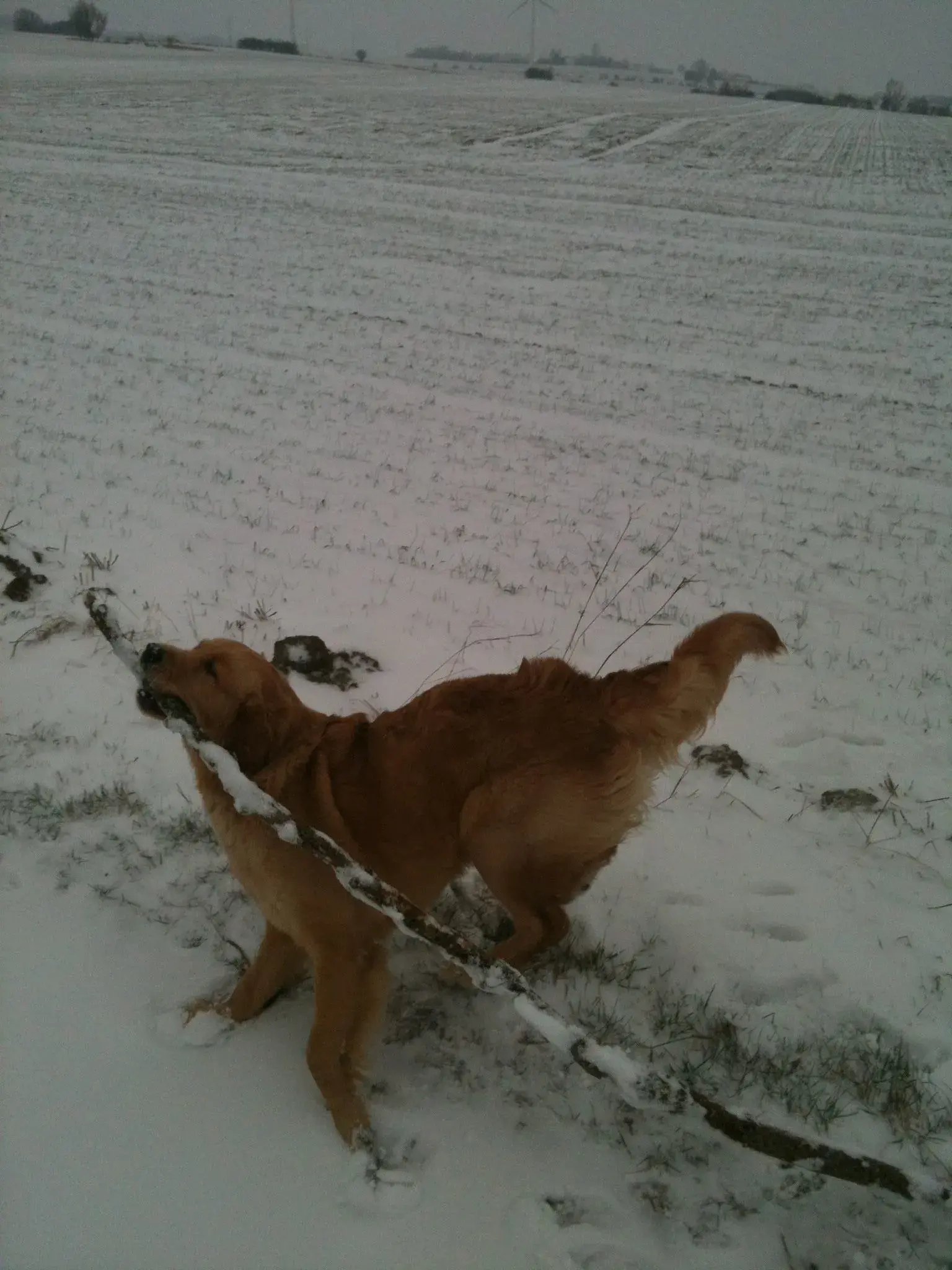 hund med pind i sne vinter