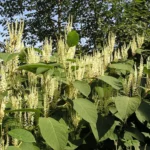 Blomstrende japansk pileurt med brede grønne blade og lyse blomsterstande i en tæt bestand.