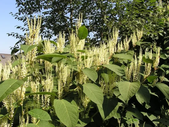 Blomstrende japansk pileurt med brede grønne blade og lyse blomsterstande i en tæt bestand.