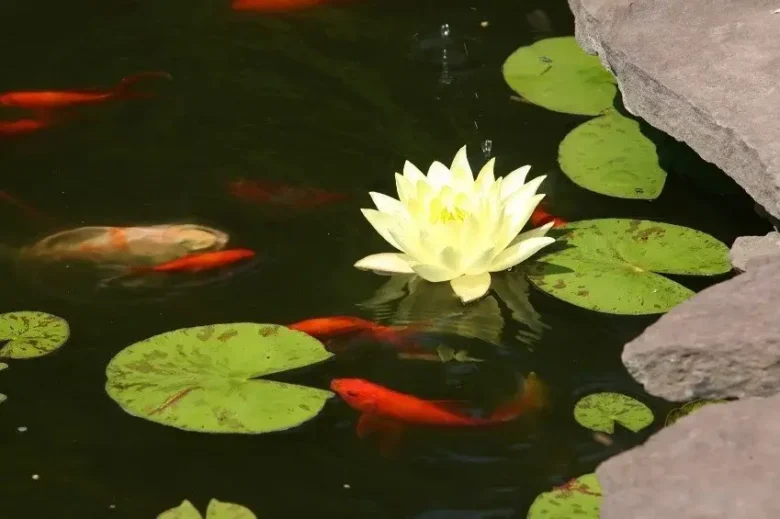 koi karpe åkande vand i haven