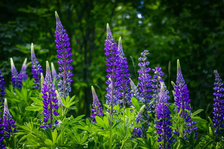 blå lupin
