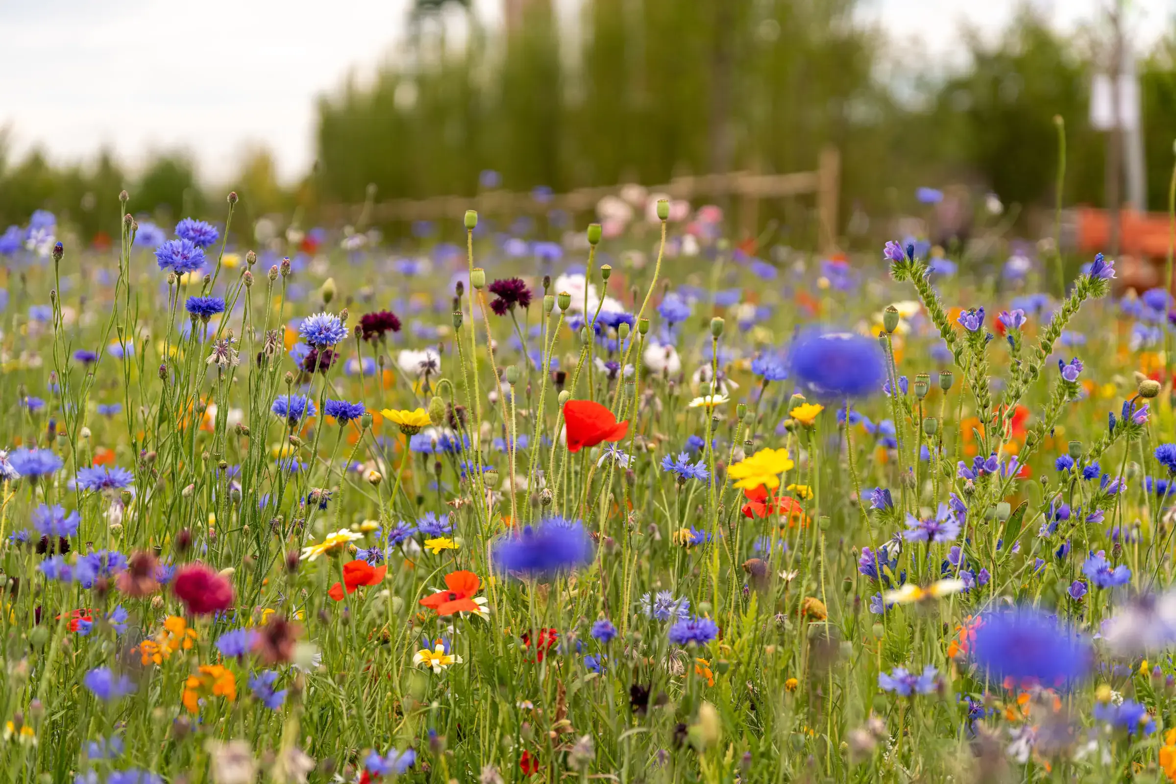 markblomster