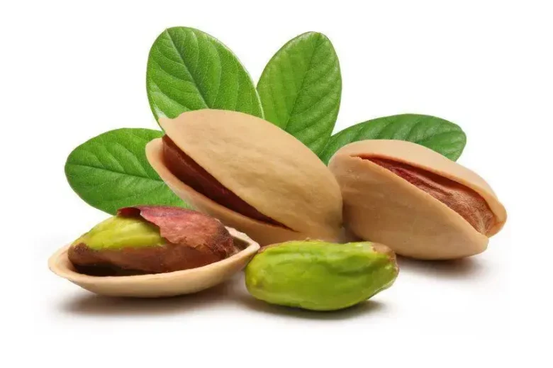 pistacie - fra nød til træ - dyrkning