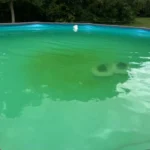 Grønt vand i en fritstående pool set fra kanten.