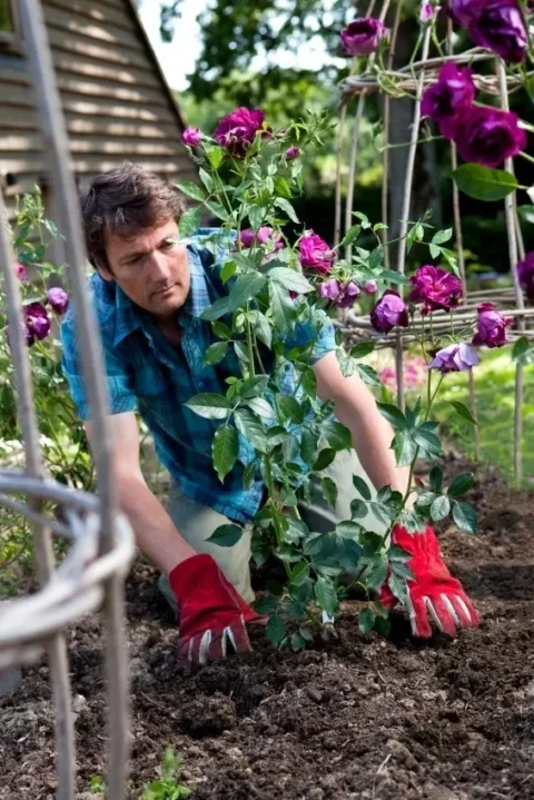 Rose ved at blive plantet i rosenbed i haven