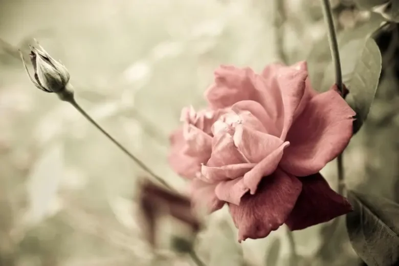 rose i blomst i haven