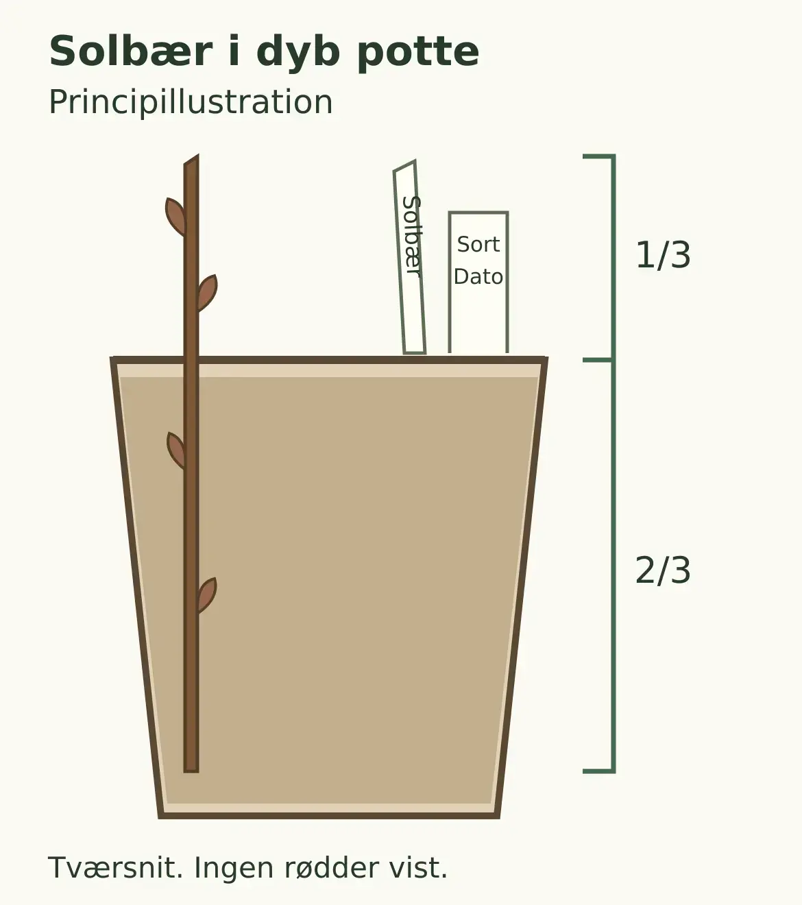 Principillustration af en stikling ved pottekanten med cirka to tredjedele under mediet og to knopper over.