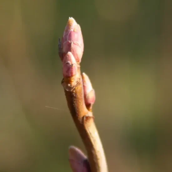 Knopper på et bladløst, træagtigt solbærskud.