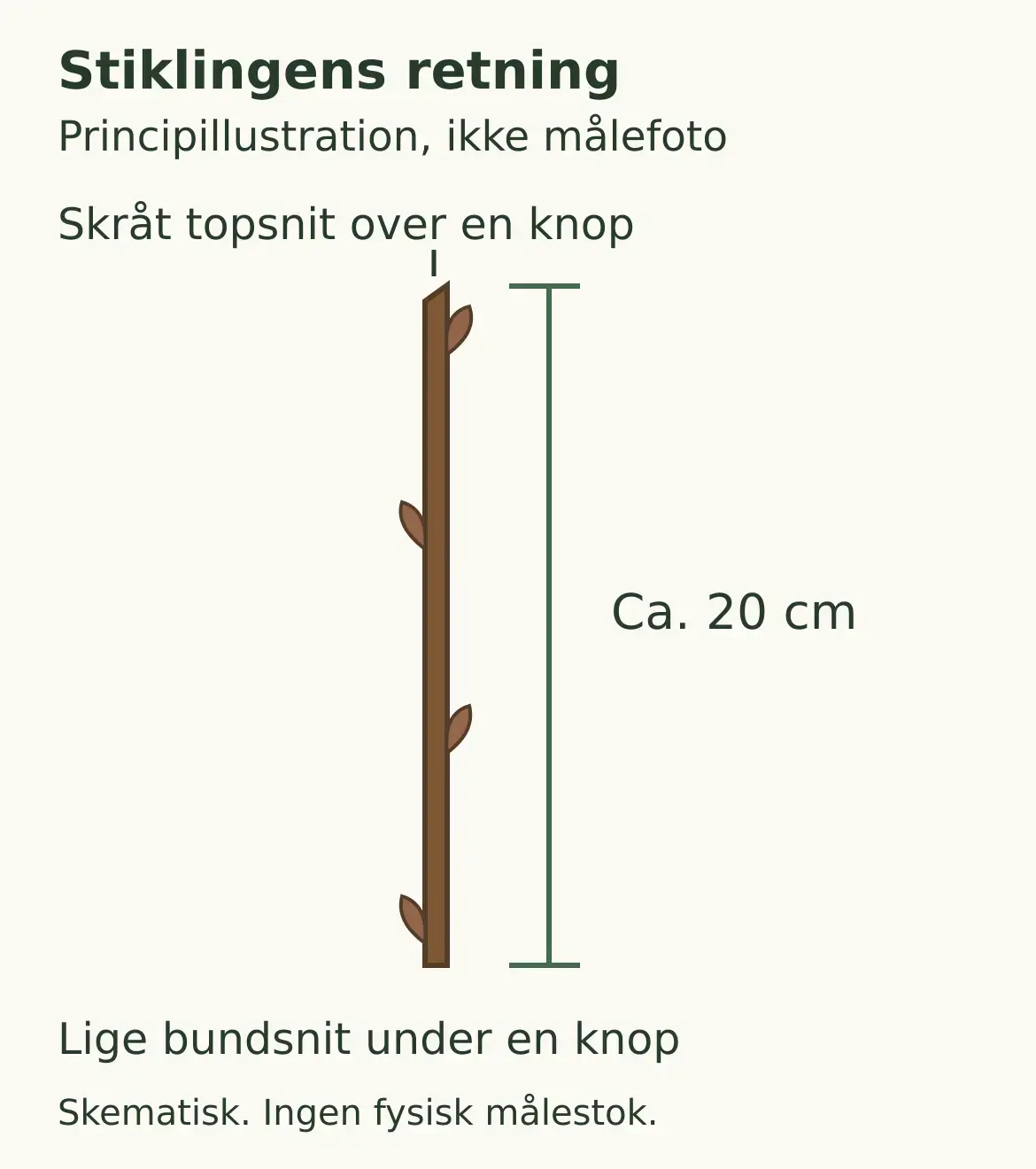 Principillustration af en cirka 20 cm stikling med skråt topsnit over en knop og lige bundsnit under en knop.
