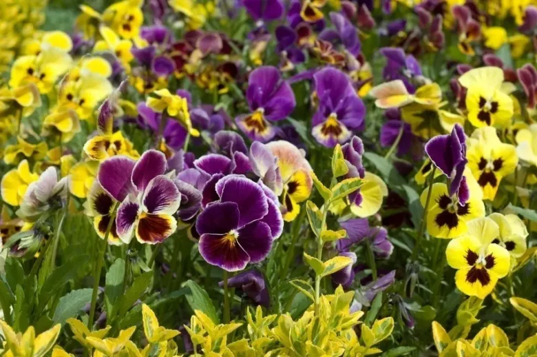 stedmoderblomster