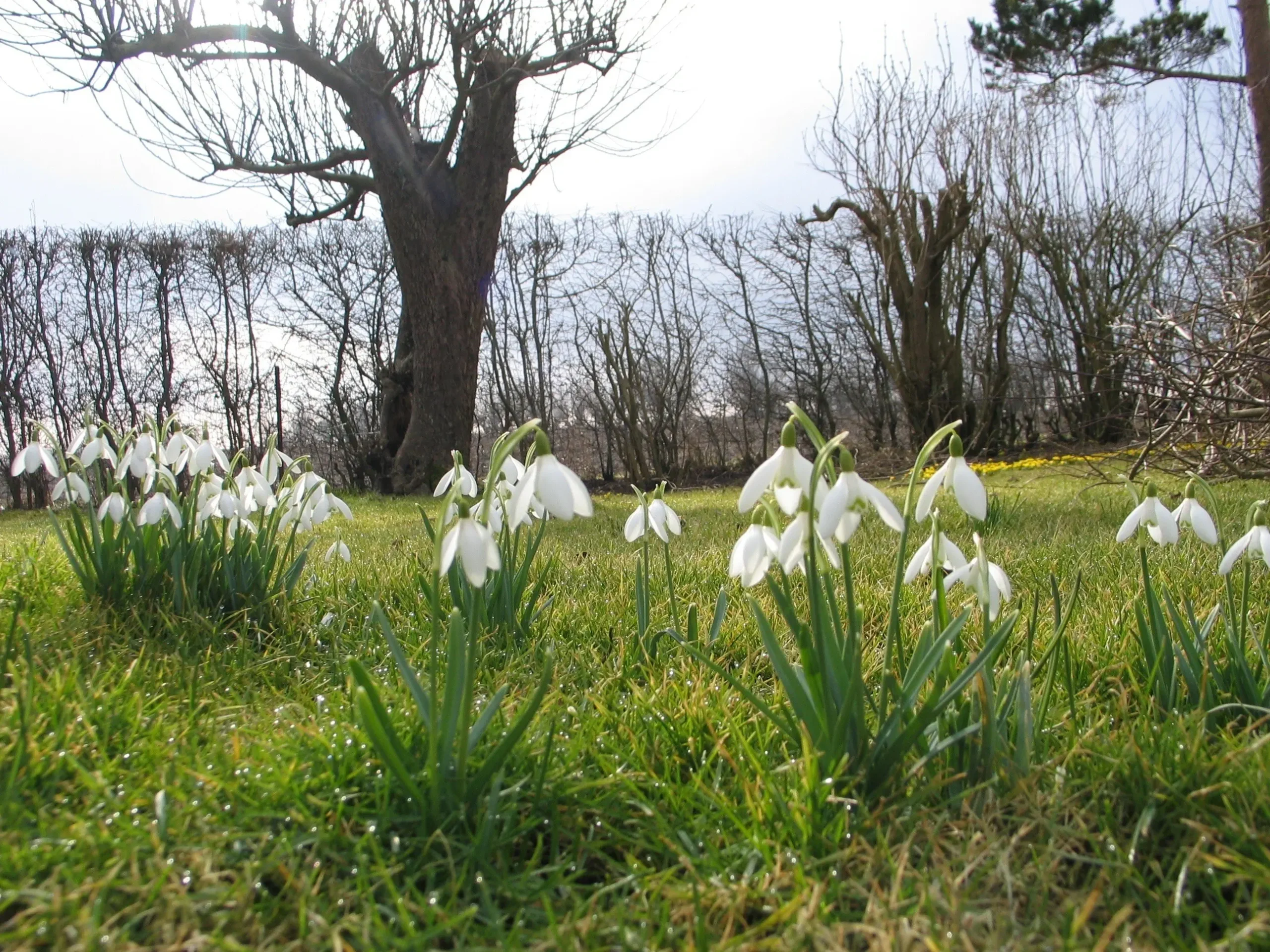 Hvide blomster på græs